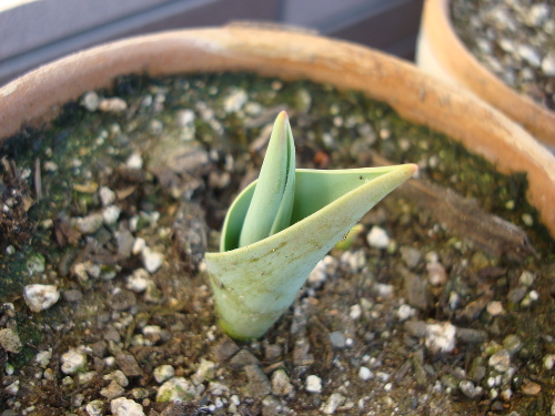 Growing Tulip Yellow Species in 2015