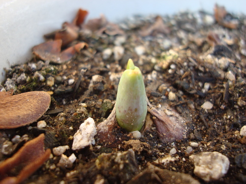 Growing Tulip White Species in 2015