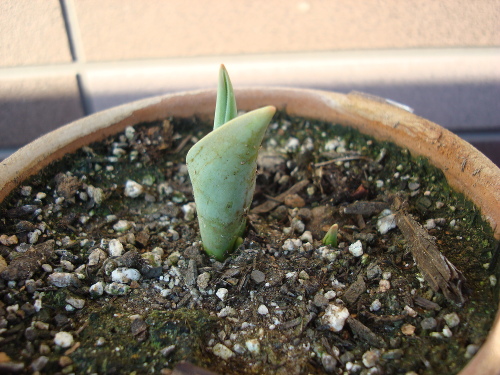 Growing Tulip Yellow Species in 2015