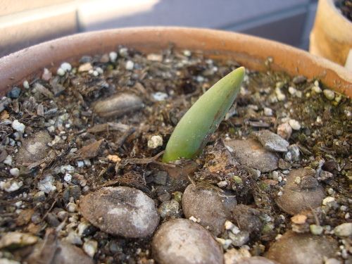 Growing of Tulip Violet Species in 2015