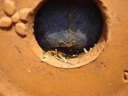 Growing of Tulip Violet Species in 2015