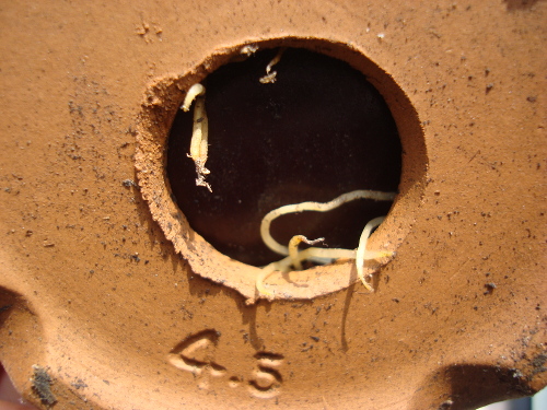 Growing Tulip Yellow Species in 2015