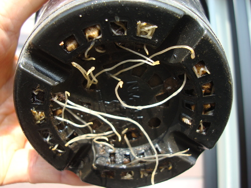 Growing Tulip Red and Yellow Species in 2015