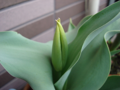 Growing Tulip Yellow Species in 2015