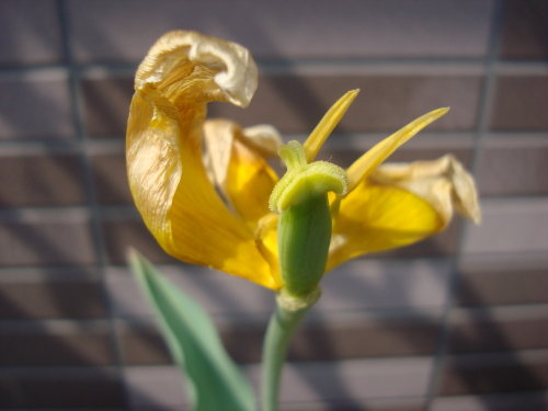 Growing Tulip Yellow Species in 2015