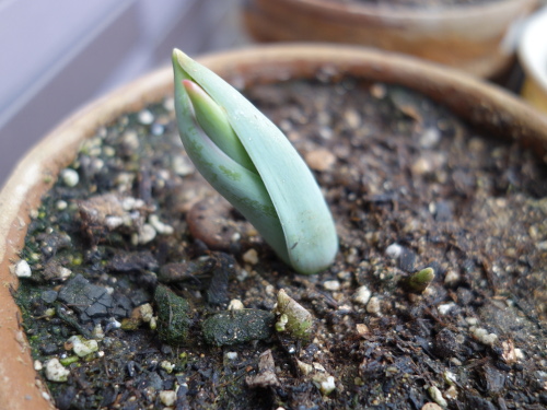 Growing of Tulip Violet Species in 2015