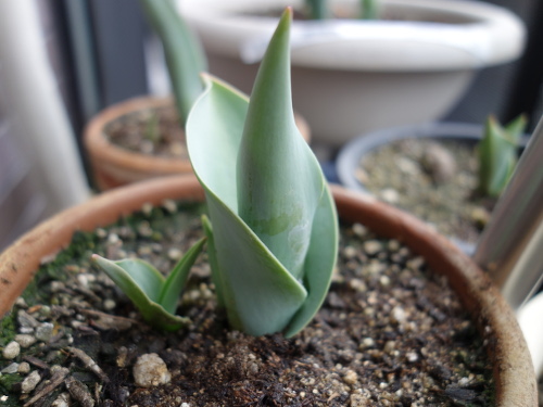 Growing Tulip Yellow Species in 2015