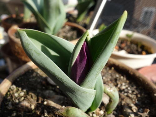 Growing of Tulip Violet Species in 2015