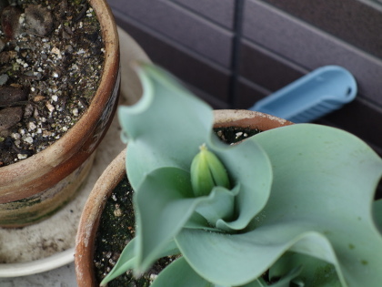 Growing Tulip Yellow Species in 2015