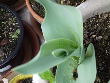 Growing Tulip White Species in 2015