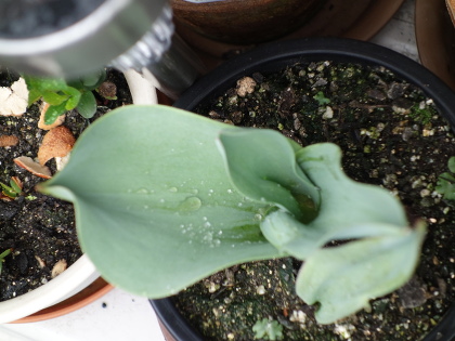 Growing Tulip Red and Yellow Species in 2015