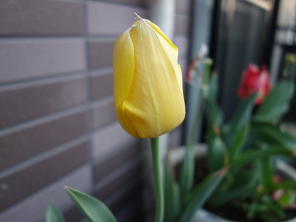 Growing Tulip Yellow Species in 2015