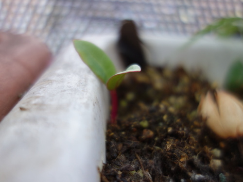 ツルムラサキ赤茎種の発芽