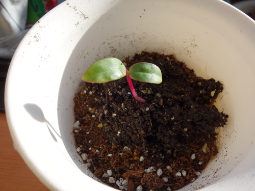 ツルムラサキ赤茎種の発芽