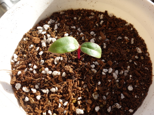 ツルムラサキ赤茎種の発芽