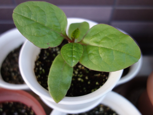 ツルムラサキ赤茎種の発芽