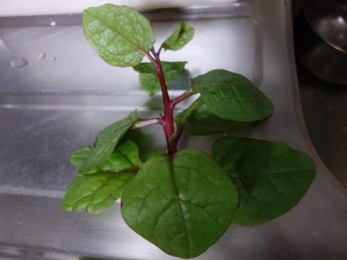 ツルムラサキ赤茎種の発芽