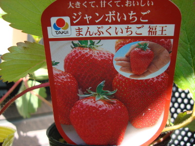 Strawberry Fukuo