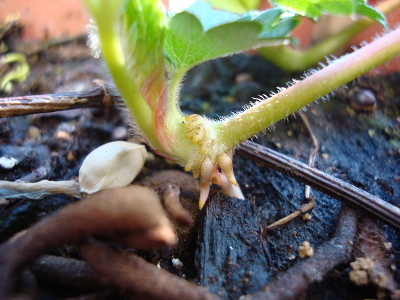 Strawberry Fukuo Runner