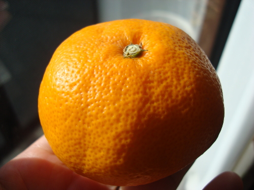 Satsuma Mandarin Orange