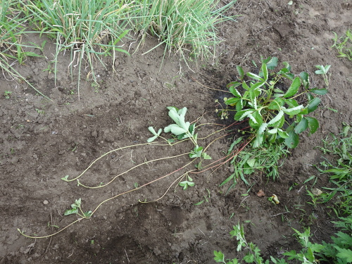 A set of Strawberry Fukuo