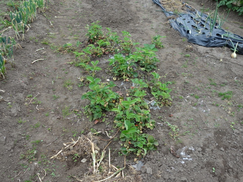 A set of Strawberry Fukuo