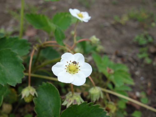 A set of Strawberry Fukuo
