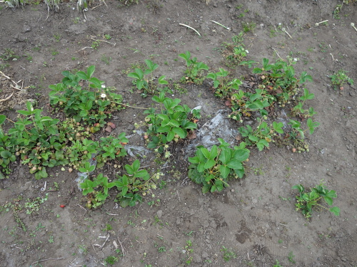 A set of Strawberry Fukuo