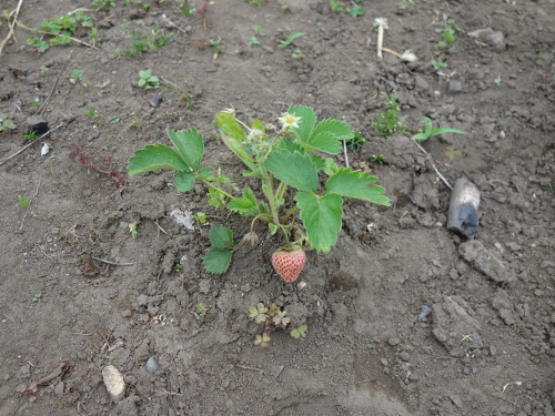 A set of Strawberry Fukuo