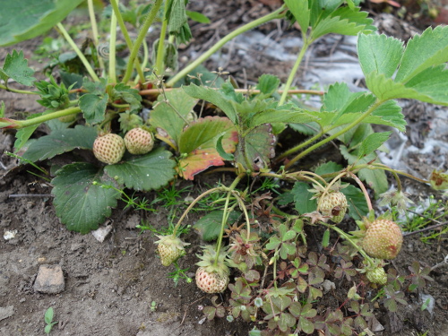 A set of Strawberry Fukuo