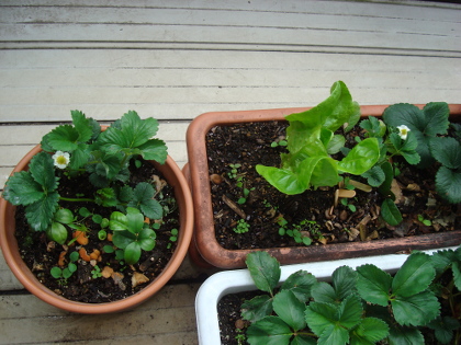 A set of Strawberry Fukuo