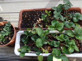 A set of Strawberry Fukuo