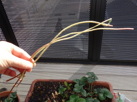 A set of Strawberry Fukuo