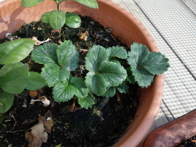 A set of Strawberry Fukuo