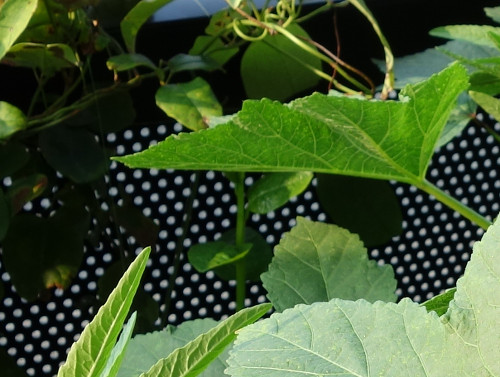 ツルムラサキ緑茎種