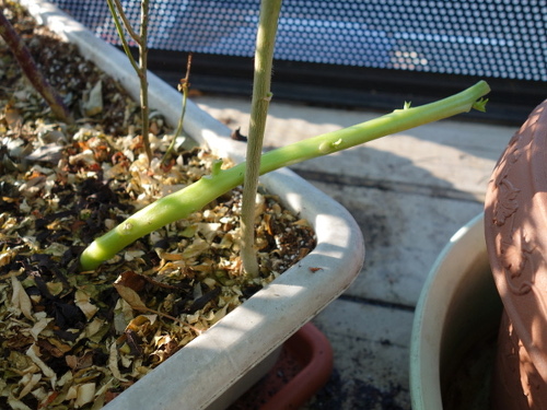 ツルムラサキ緑茎種