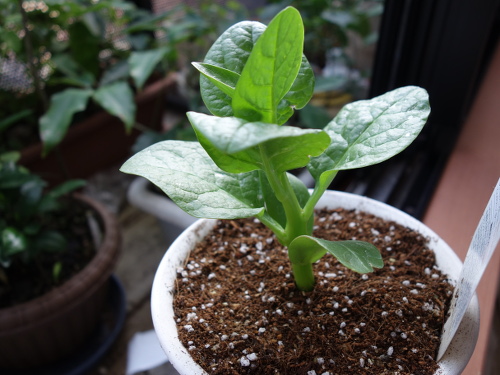 ツルムラサキ緑茎種