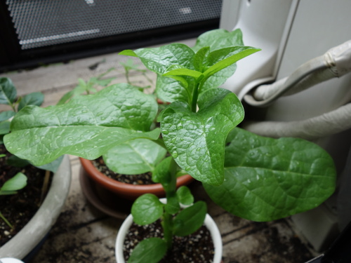 ツルムラサキ緑茎種