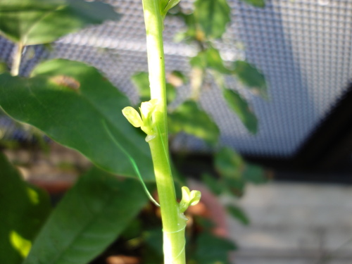 ツルムラサキ緑茎種