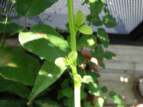 ツルムラサキ緑茎種