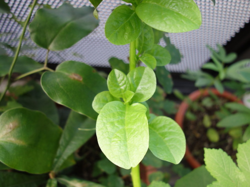 ツルムラサキ緑茎種