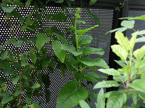 ツルムラサキ緑茎種